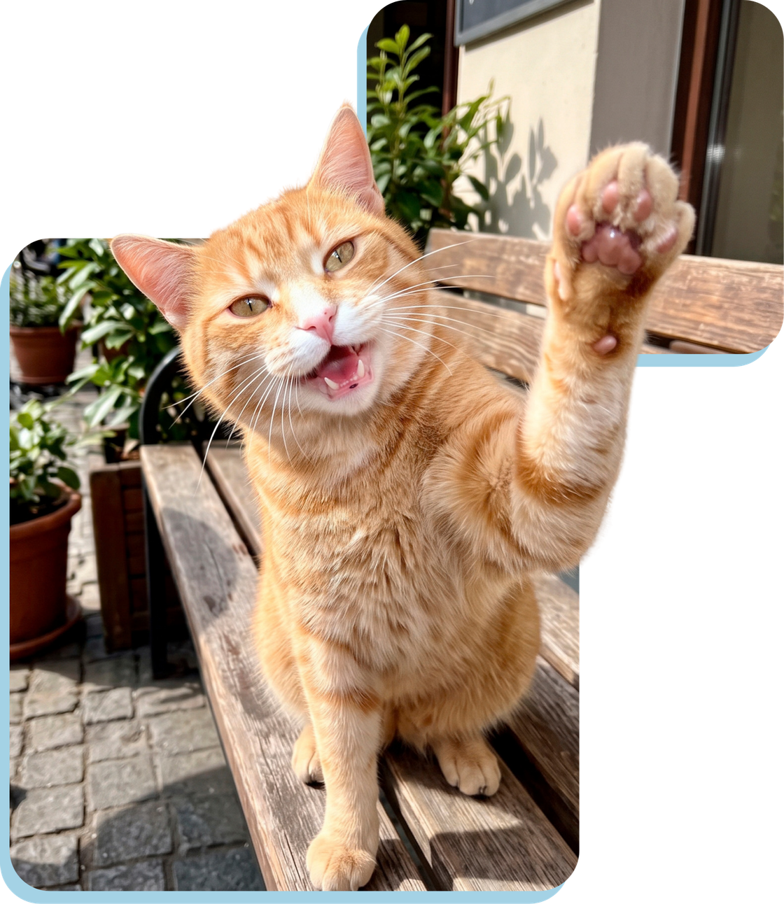 Un gato naranja saluda con la pata sobre un banco