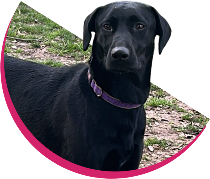 Kawaii, una perra negra con collar violeta
